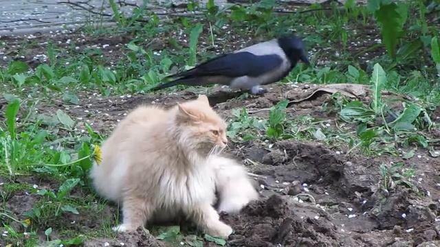 Кот и ворона - часть 3 смотреть онлайн