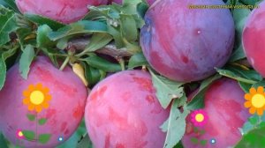 Слива домашняя Деликатная. Краткий обзор, описание характеристик prunus domestica