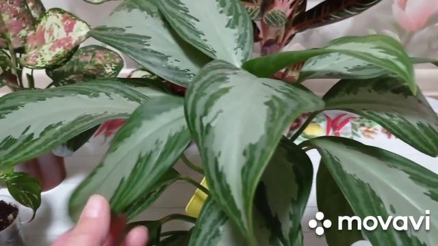 Комнатные цветы. Обзор аглаонем и диффенбахий. смотреть онлайн