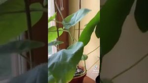 Как вырастить Киви в домашних условиях
