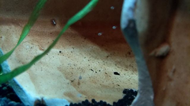 Внезапное пополнение. Гелиантус. смотреть онлайн