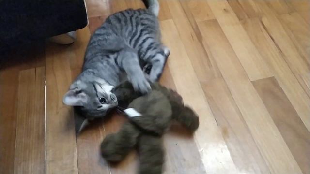 Мура и игрушка смотреть онлайн