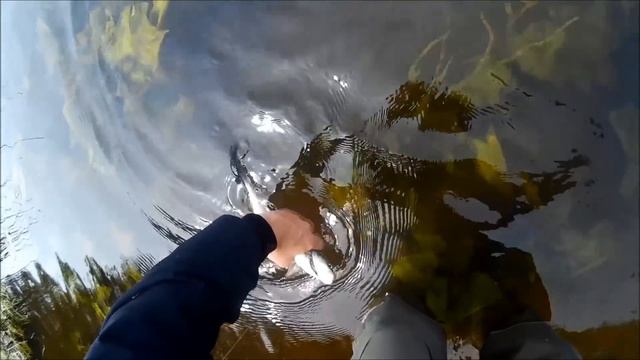 Рыбалка в Калининграде //// Ловля голавля part#1 ////KÖNIGFISHING смотреть онлайн