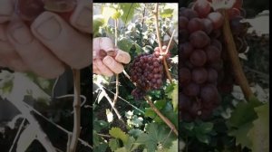 Американские кишмиши и новинки?