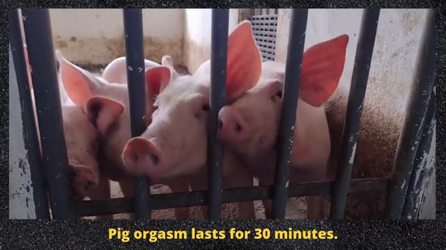 Amazing Animal Facts || True Facts смотреть онлайн