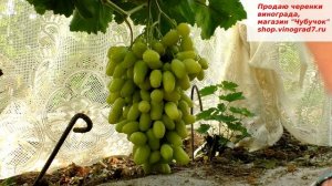 Бананас- одна из лучших форм винограда летнего сезона. Мускатная заманушка №2