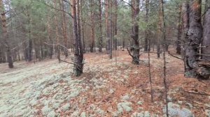 За грибами? в лес! Солим грибы "синявки, сыроежки".