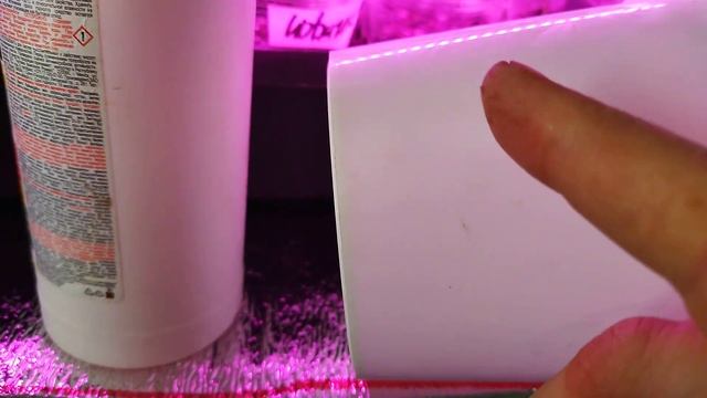 Посев томатов 27,1,2,3 уже взошли. Спасибо лампы есть. Отметить на участке томаты чем? смотреть онлайн