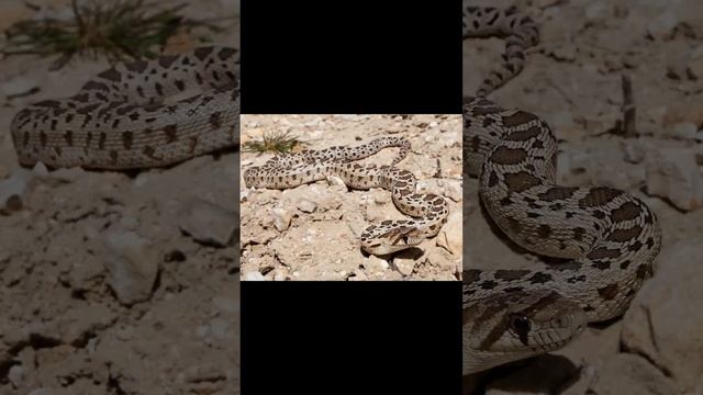 Pacific Gopher Snake and Carpet Python