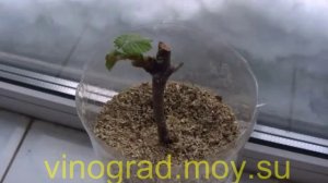 Виноград из черенков (секреты)