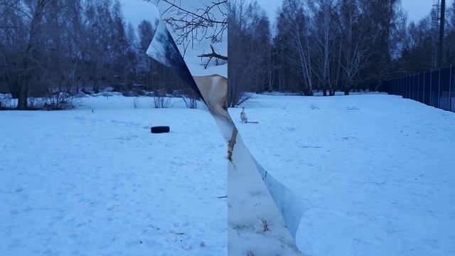16 марта 2023 года #лабрадор #labradorretriever #собака #лабрадорретривер #щенки_ютуб