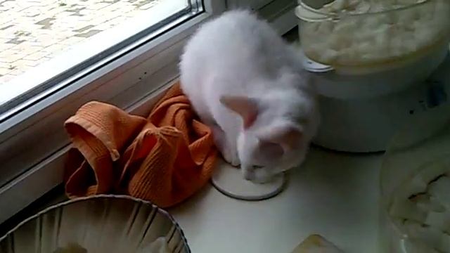 Донской сфинкс браш Элизар и кальмар
