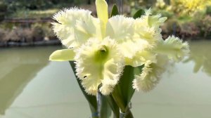 Cattleya blooming in summer 2023   Rlc.Golf Green ‘Hair Pig’