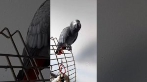 Попугай материться ругается но не сильно / Эврика