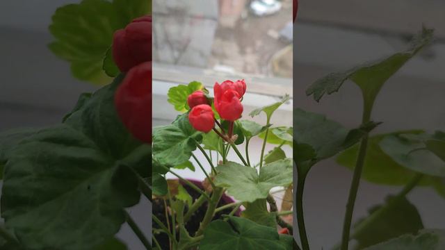 Цветёт пеларгония смотреть онлайн