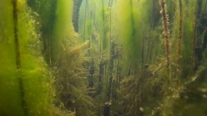 Подводная растительность. Камыш, водоросли Спирогира. Поздняя осень.Full HD 60fps