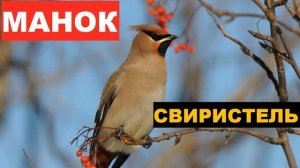 ?ГОЛОС (МАНОК) СВИРИСТЕЛЬ