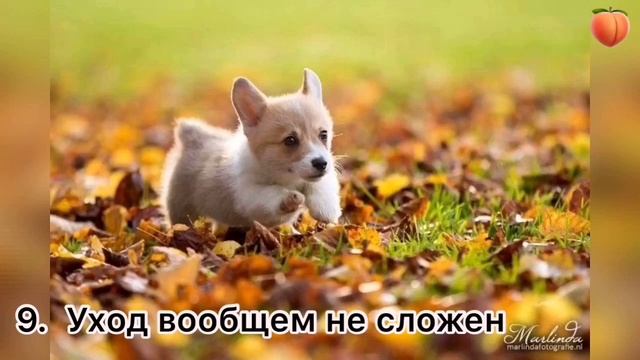 КОРГИ/ интересные факты смотреть онлайн