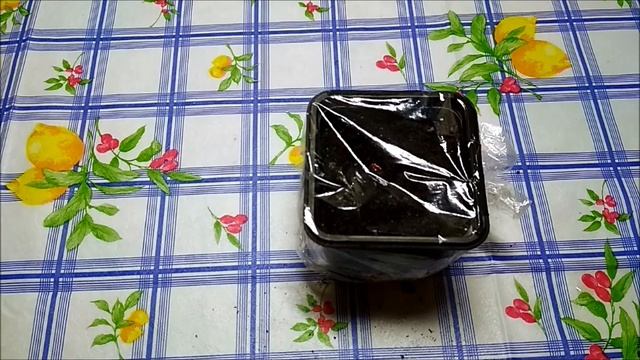 Как посадить и вырастить Гранадиллу.