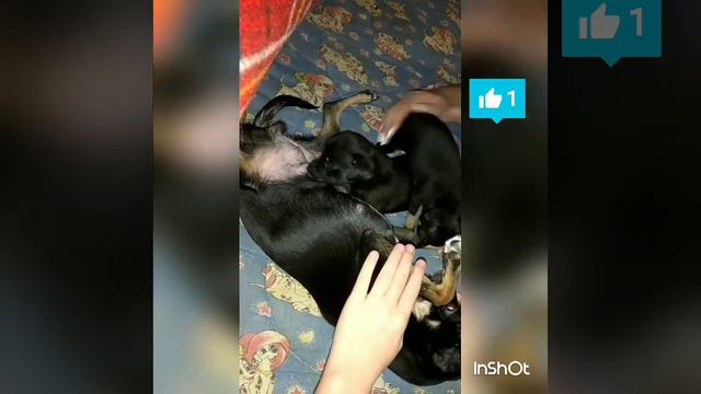 Той терьеры бесятся смотреть онлайн