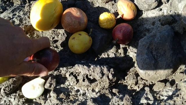 How to choose the perfect Passion Fruit (all Passiflora edulis) in Tenerife смотреть онлайн