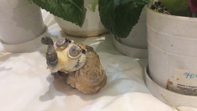 Слоненок из морских ракушек. Поделки из ракушек своими руками. смотреть онлайн