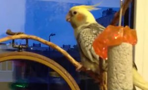 Корелла попугай грызет рябиновую ветку. Ветка на окне площадка для выгула попугая