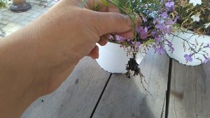 Ампельная лобелия. Черенкование
