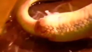 Шокирующее видео , роды живородящей змеи !