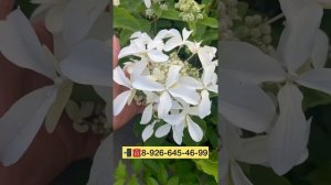 Гортензия метельчатая «Ла вастериал Грейт Стар» (Hydrangea paniculata `Le Vasterival` Great Star`