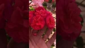 Обзор пеларгонии Леона Галактика от 2 августа 23 г