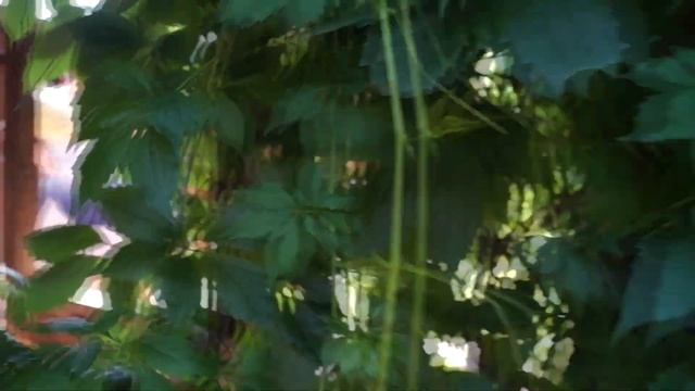 Квест от друзей на День рождения. смотреть онлайн