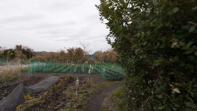 4K・Прогулка по деревенской Ёкосуке смотреть онлайн