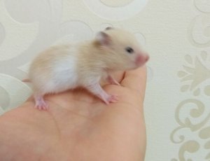 КАК ПРИРУЧИТЬ ХОМЯКА ЧТОБ НЕ КУСАЛСЯ