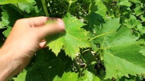 Виноград заболел. Как его лечить.