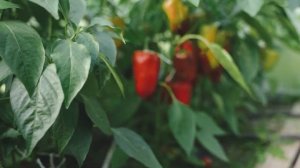 Секрет посадки Болгарского перца. Болгарский перец выращивание. Делай так с перцем в 2022