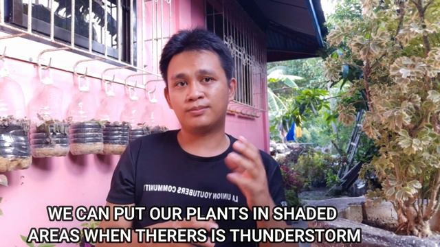 PLANT CARE TIPS DURING RAINY SEASON ｜ MAYANA, PHILODENDRON, AGLAONEMA SA TAG ULAN