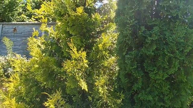 Дачная прогулка. Село Рожны по Киевом. Цветочно - фруктовое настроение.#дача#село смотреть онлайн