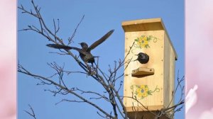 Мнемотаблица -  "СКВОРУШКА" Музыка  Ю.  Слонова -  ( минус)