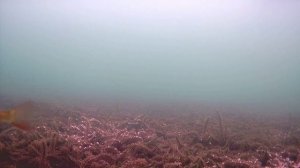 Очередные мелкие окуни Байкала