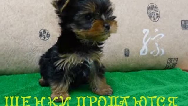 ЩЕНКИ И СОБАКИ НА ПРОДАЖУ.wmv