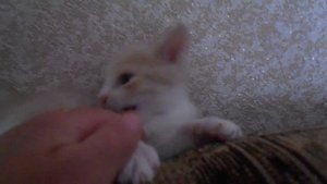 Сердитый котик Барон