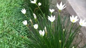 Bunga Bawang Lili Putih : Zephyranthes candida