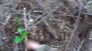 КАК НАЙТИ В ЧЕРВЕЙ В ТАЙГЕ ИЛИ ГДЕ ИСКАТЬ ЧЕРВЕЙ В ЛЕСУ