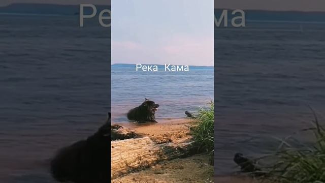 На реке Каме. Классно отдохнули рядом с посёлком Орёл (Пермский край)