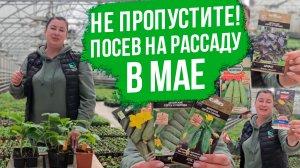 Что посеять в мае на рассаду. Посев огурцов и кабачков на ранний урожай!