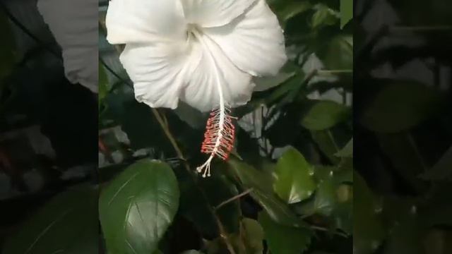 Комнатный Гибискус Swan Lake смотреть онлайн