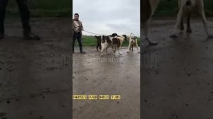 Sarabi Dog || Ancient Irani Mastiff Big Dog Breed || Sarabi Mastiff  || Persian Mastiff Giant