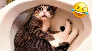 Приколы с животными до слез! Свежие приколы 2024! Приколы с котами и кошечками.