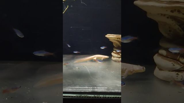 ? Тритон иглистый (ребристый) & ? Неон голубой & ? Гурами жемчужный смотреть онлайн